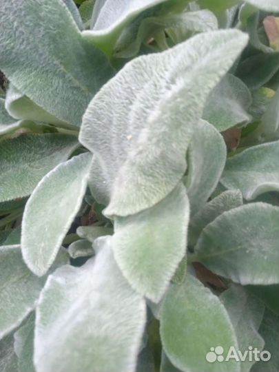 Чистец шерстистый(заячьи ушки)