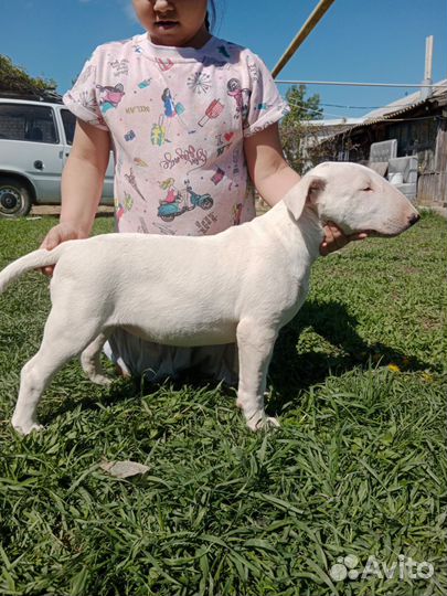 Стандартный бультерьер