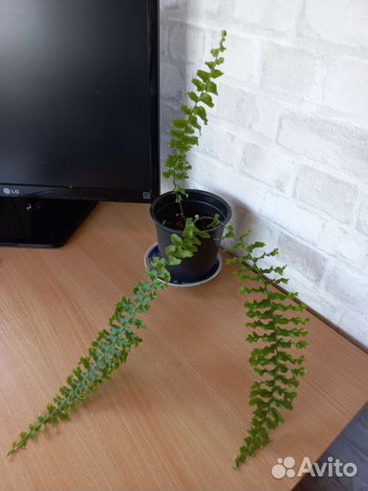 Папоротник комнатный кучерявый(нефролепис)