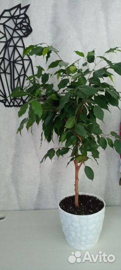 Фикус бенджамина