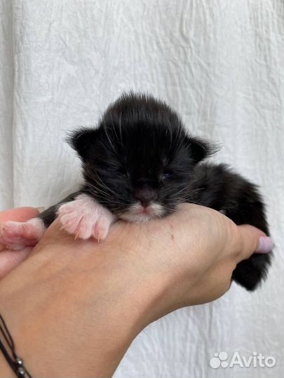 Котята мейн-кун