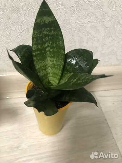 Сансевиерия