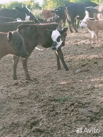 Быки на племя.корова телята.овцы.бараны