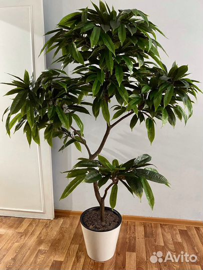 Растение интерьерное дерево