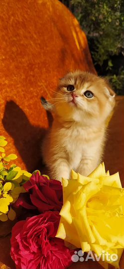 Шотландские девочки