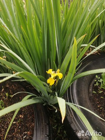 Ирис гипераструм