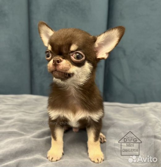 Супер мини мальчик чихуахуа