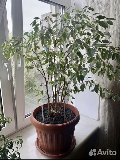 Фикус бенджамина