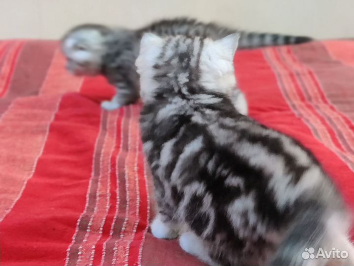 Вислоухая кошка