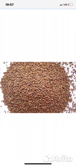 Редька масличная, сорт Тамбовчанка