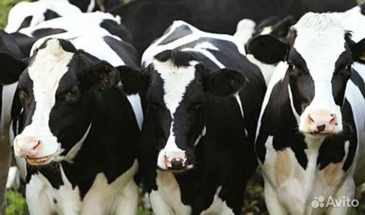 Телята бычки