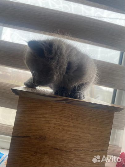 Котята