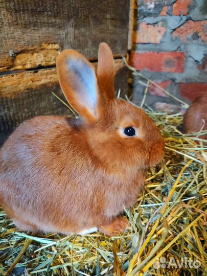 Кролики Новозеландский красный (нзк)