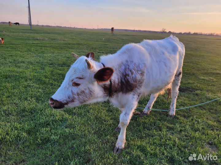 Телки стельные