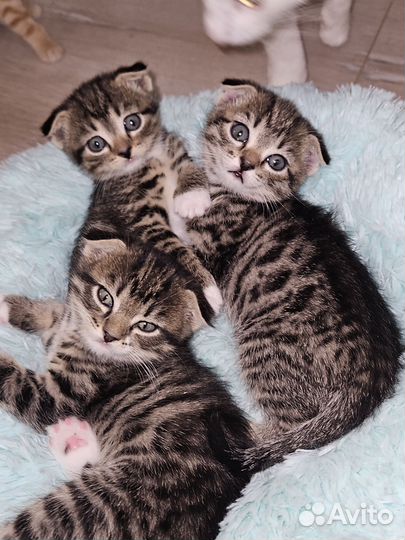 Шотландская