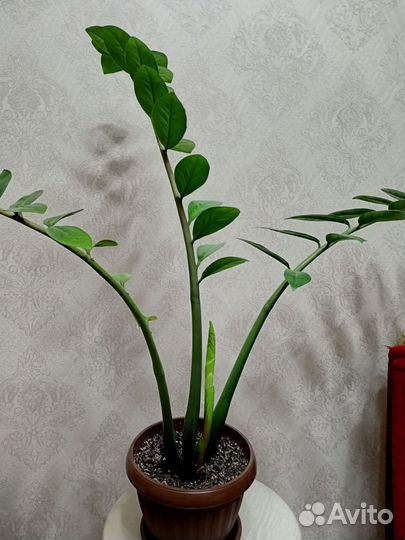 Замиокулькас 50см