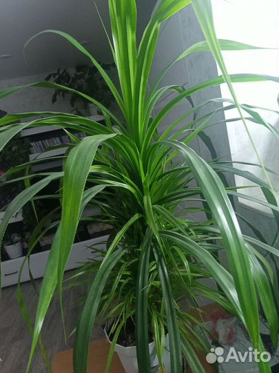 Пальма панданус