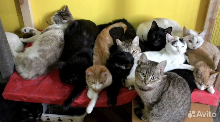 Котики без дома