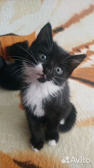 Котята в добрые руки, 1- мальчик, 2- девочка