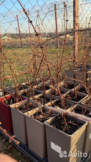 Жимолость саженцы