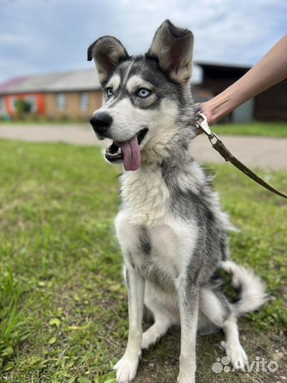 Хаски девочка