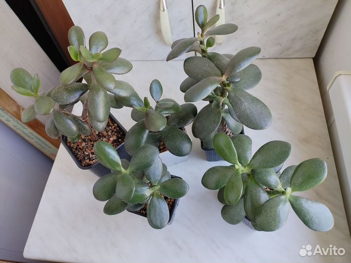 Крассула Ovata, денежное дерево