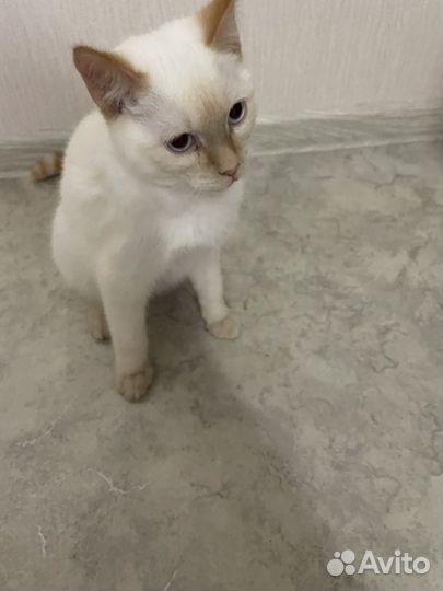Котенок