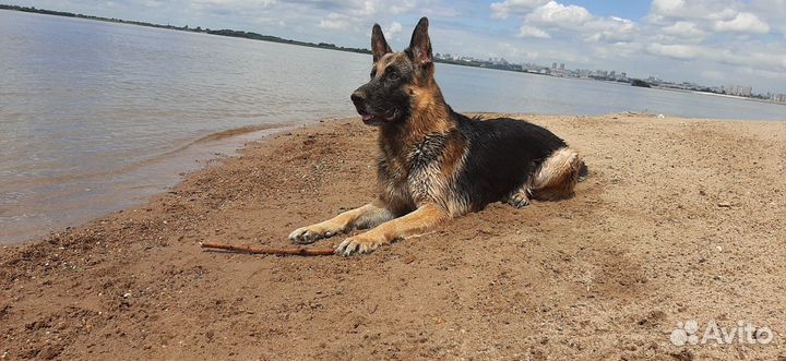 Сводка овчарки