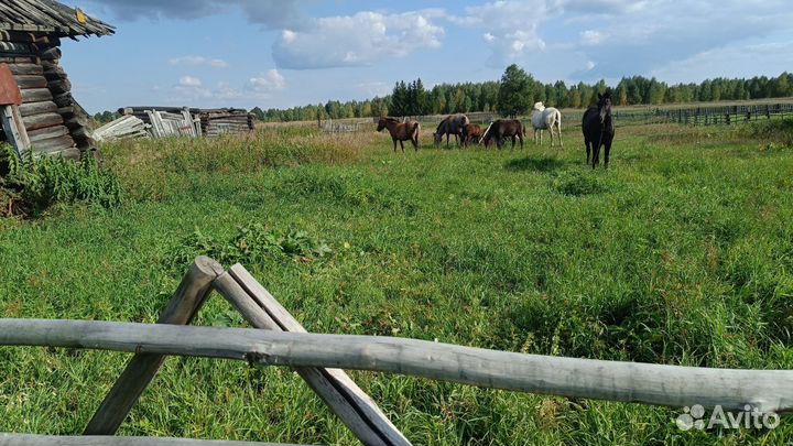 Продам лошадей