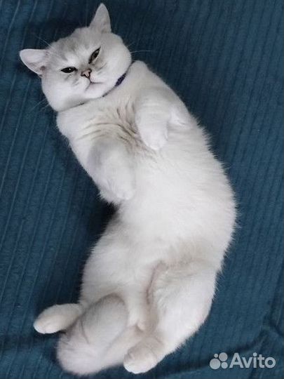Британский кот вязка