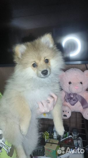 Померанский шпиц