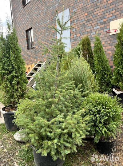 Туя с доставкой с полей