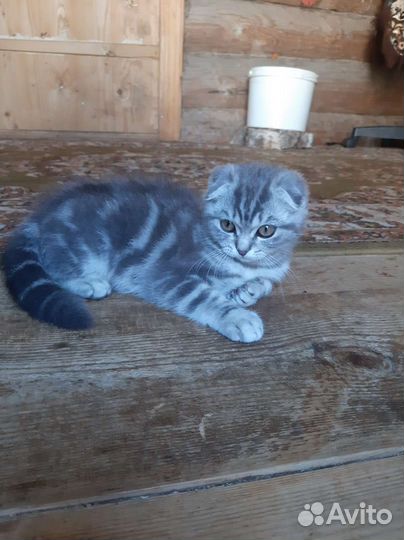 Шотландская кошечка