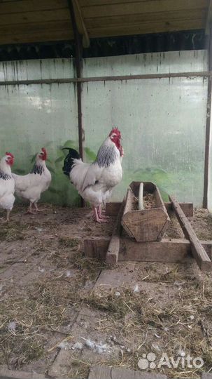 Яицо для инкубатора