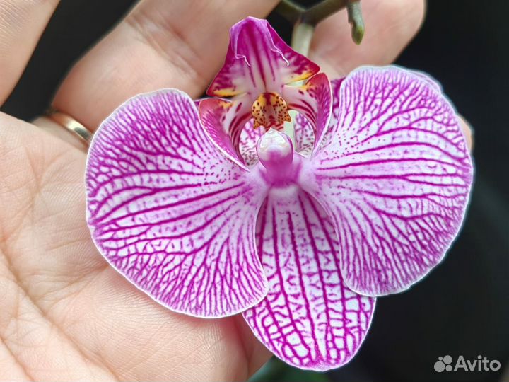 Орхидея фаленопсис бабочка