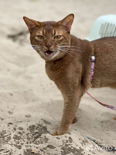 Вязка, абиссинец