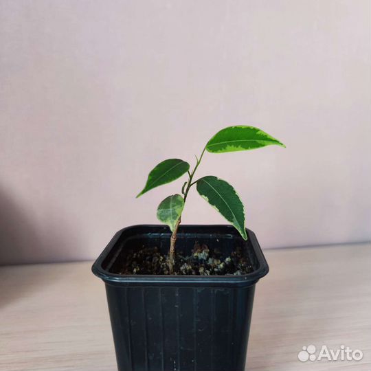 Фикус Бенджамина