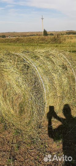 Продам сено в рулонах люцерно 2 укос
