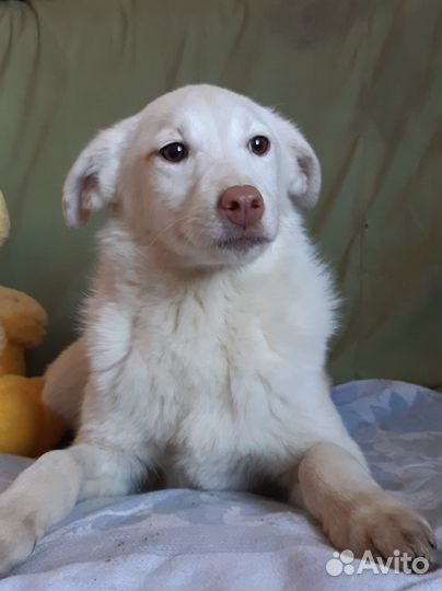 Собака в добрые руки