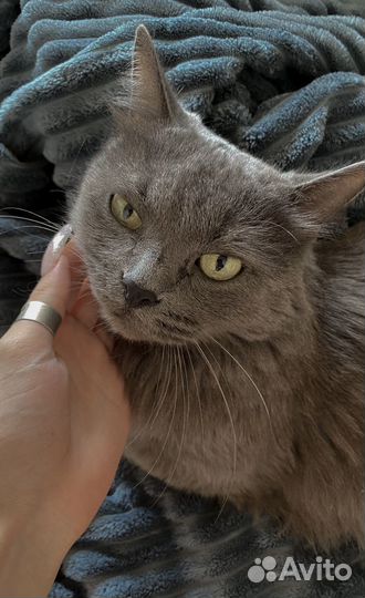 Кошка нибелунг