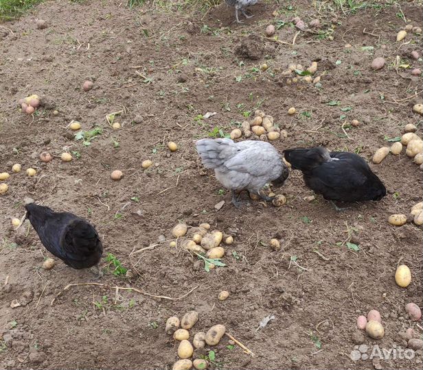 Петухи, молодки