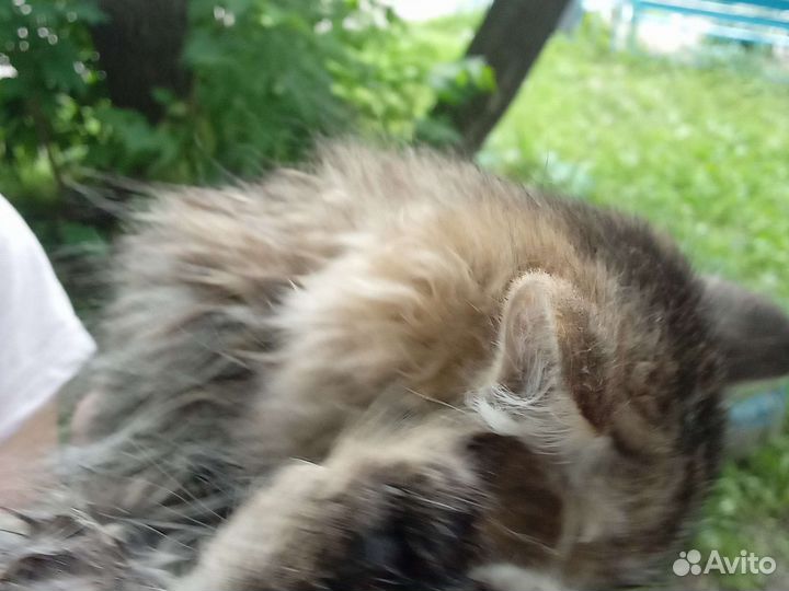 Кошка в дар бесплатно