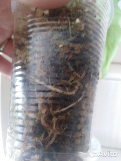 Алоказии разные