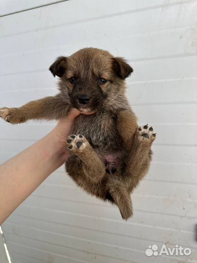 Погибает в отлове последний щенок. Необходим дом