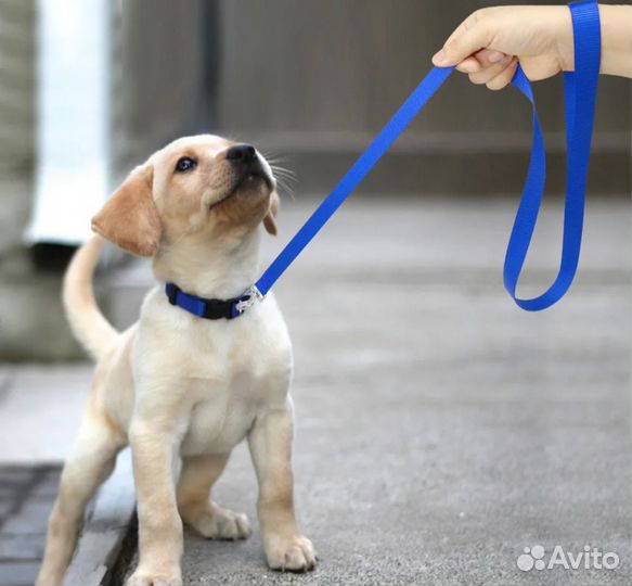 Выгул собак