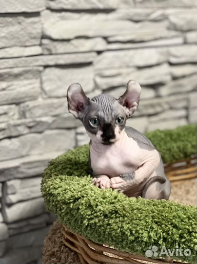 Эльф котенок