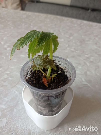 Радермахера, бегонии, фуксия