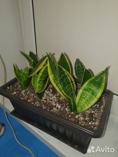 Сансевиерия