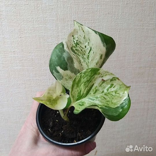 Эпипремнум хэппи лиф