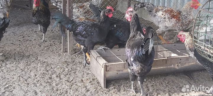 Куры и петушки австролорп